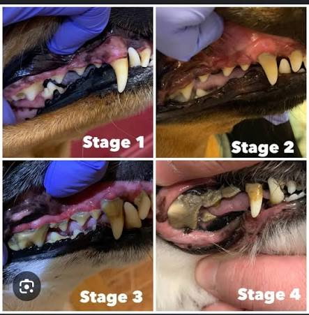 Four stages of canine dental disease progression